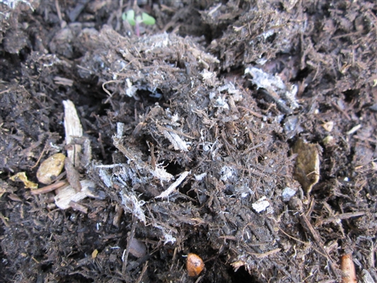 Hvad vokser de svarte svampe på mine gårdplanter?