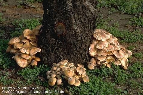Какие черные грибы растут на моих дворах?