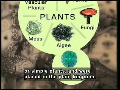 Quelle est la différence entre les plantes, les champignons et les animaux?