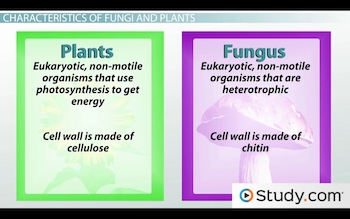 Яка різниця між рослинами, грибами та тваринами?