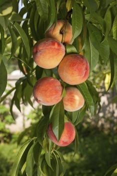 Wie Pfirsichbäume in Texas wachsen