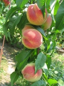 Как вырастить персиковые деревья в Техасе