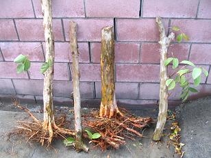 Rootsystem af guavatræet