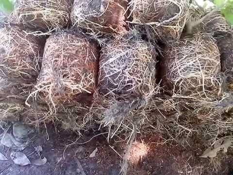 Sistema de raíces del árbol de guayaba