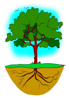 מערכת השורשים של עץ הגויאבה