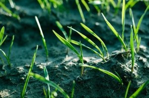 Khi nào nên gieo hạt cỏ ở Minnesota?