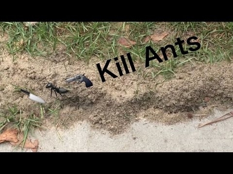 كيفية قتل النمل النار مع الخل