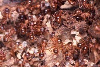Cómo matar hormigas de fuego con vinagre