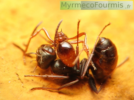 Comment tuer les fourmis de feu avec du vinaigre