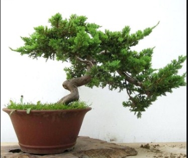 Cara Merawat Pohon Cypress Pot