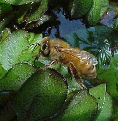 Hoe planten water geven met honingwater