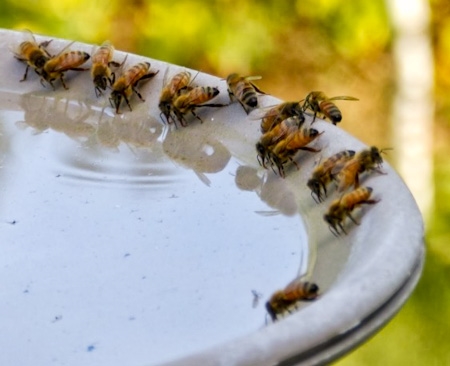 Como regar plantas com água de mel