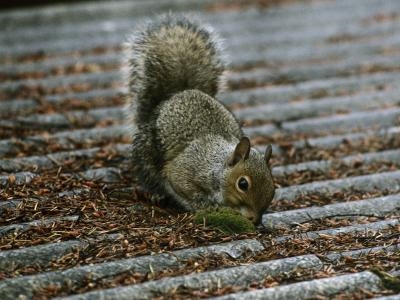 Kuinka lopettaa oravia pureskelemasta puupiirroksella