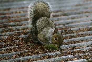 Comment arrêter les écureuils de mâcher sur le bardage en bois