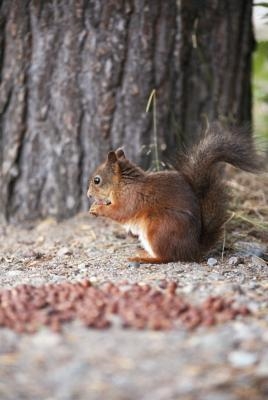 Cum să oprești veverițele de la mestecarea pe marginea lemnului