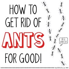 Come sbarazzarsi di formiche nei miei apparecchi
