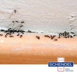 Hur man kan bli av med myror i mina apparater