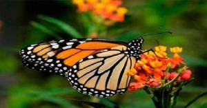 Cómo reducir el algodoncillo de mariposa