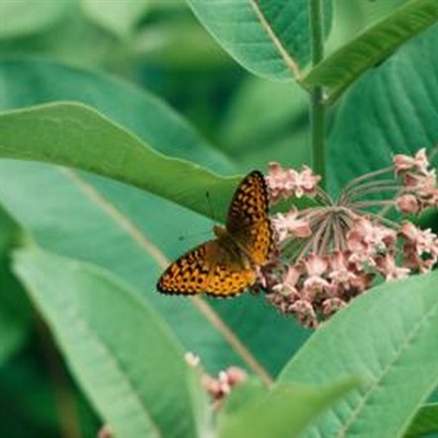 Comment réduire l'asclépiade de papillon