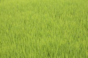 Maschinen und Werkzeuge für den Reisanbau