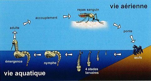 Comment tuer les larves de moustiques dans les piscines