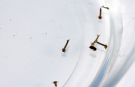 Hur man dödar mygglarver i simbassänger