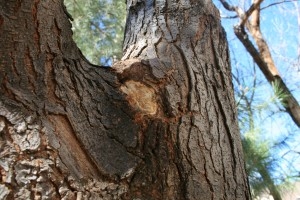 Nemoc svatojánského stromu