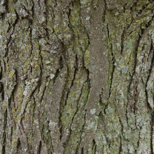 Malattie dell'albero di locusta