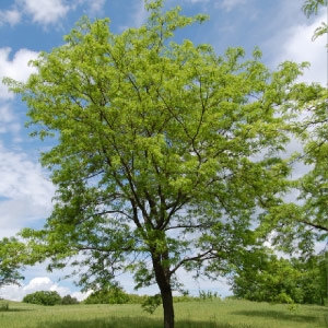 Ceratoniju koku slimības