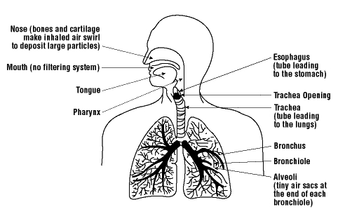 सांस सूखने की धूल के प्रभाव
