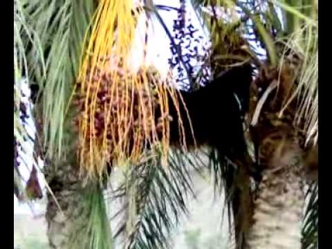 Kako ukloniti stablo palme