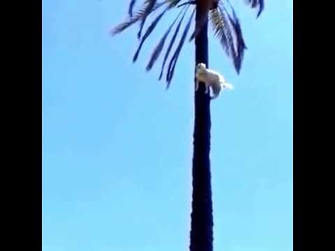 Kako odstraniti palmo