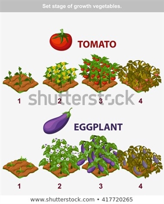 Stades de croissance de l'aubergine
