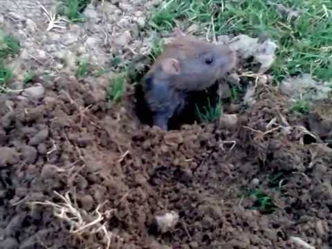 Un terrier de rat peut-il être inondé?