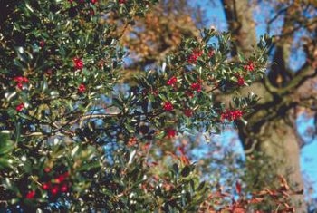 Hvordan drepe Holly Bushes