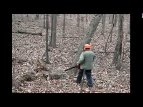 Cómo cortar un árbol apoyado contra otro árbol