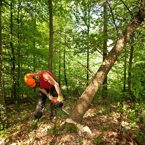 Comment abattre un arbre appuyé contre un autre arbre