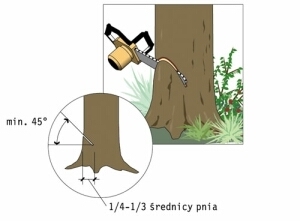 Jak wyciąć drzewo opierając się o inne drzewo