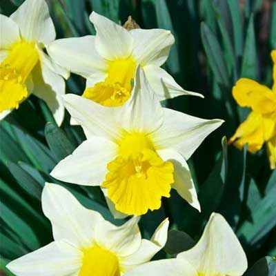 Apakah Tulip & Bunga Bakung Tahan Toleransi?