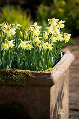 Adakah Tulip & Daffodils Frost Tolerant?