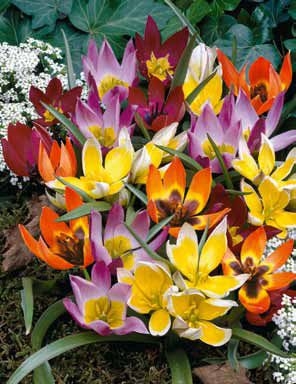 Sú tulipány a narcisy mrazuvzdorné?