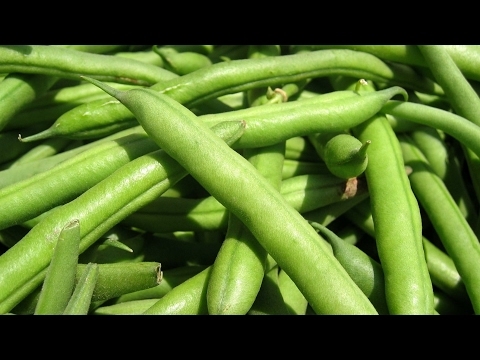 Rozdiely medzi reťazcami fazule a zelenými fazuľami