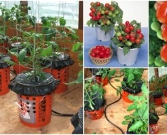 يمكنك أن تنمو الفراولة والطماطم في نفس الحديقة؟
