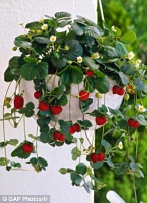 Pouvez-vous faire pousser des fraises et des tomates dans le même jardin?