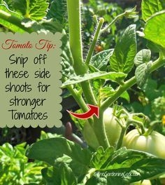 Bisakah Anda Menanam Stroberi & Tomat di Kebun yang Sama?
