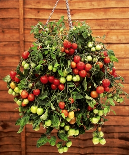 Kun je aardbeien en tomaten kweken in dezelfde tuin?