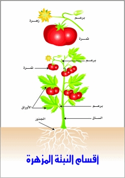 كيف تصنع النباتات البذور؟