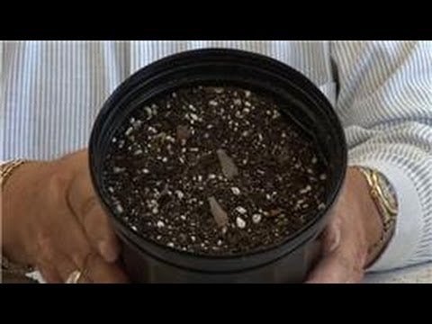 ¿Cómo hacen las plantas semillas?