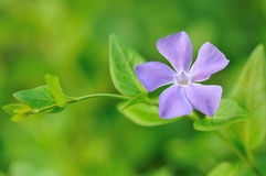 Periwinkle Flower Information