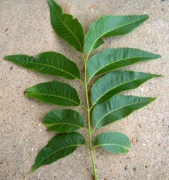 Comment identifier les jeunes arbres de noix de pécan par les feuilles